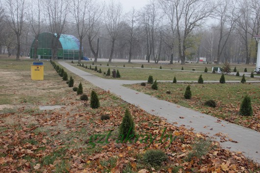 Новые деревья посадили в ходе районного субботника