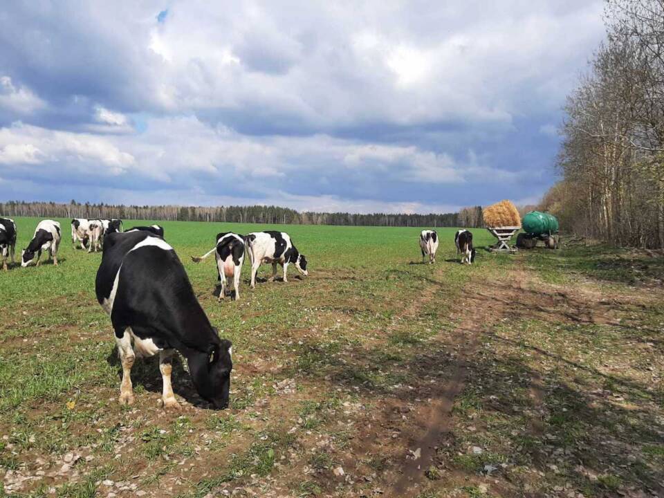 В Осиповичском районе начался летний пастбищный период