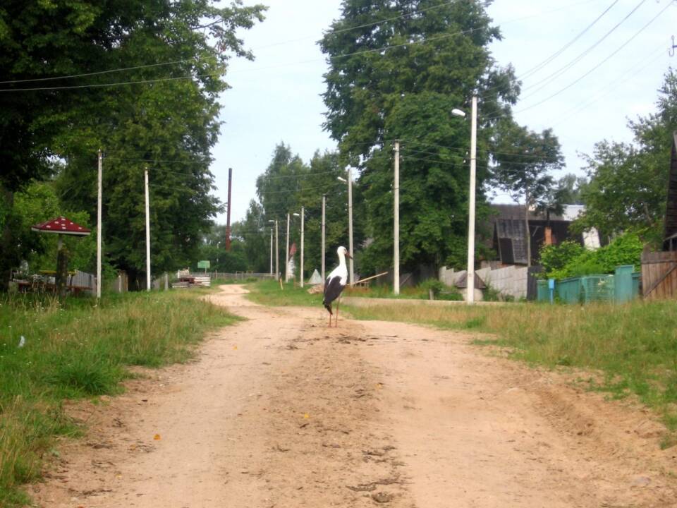 Сакаліны кут, які ператварыўся ў Ліпень