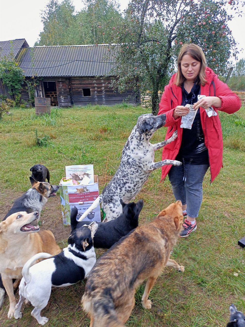 “Ситуация с бездомными животными патовая”, Осиповичские зоозащитники высказались о проблеме, на которую многие предпочитают закрывать глаза