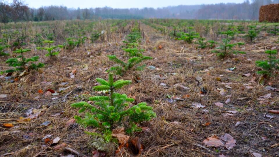Лясніцтвы Асіповіччыны плануюць за вясну засадзіць маладым лесам 218 гектараў