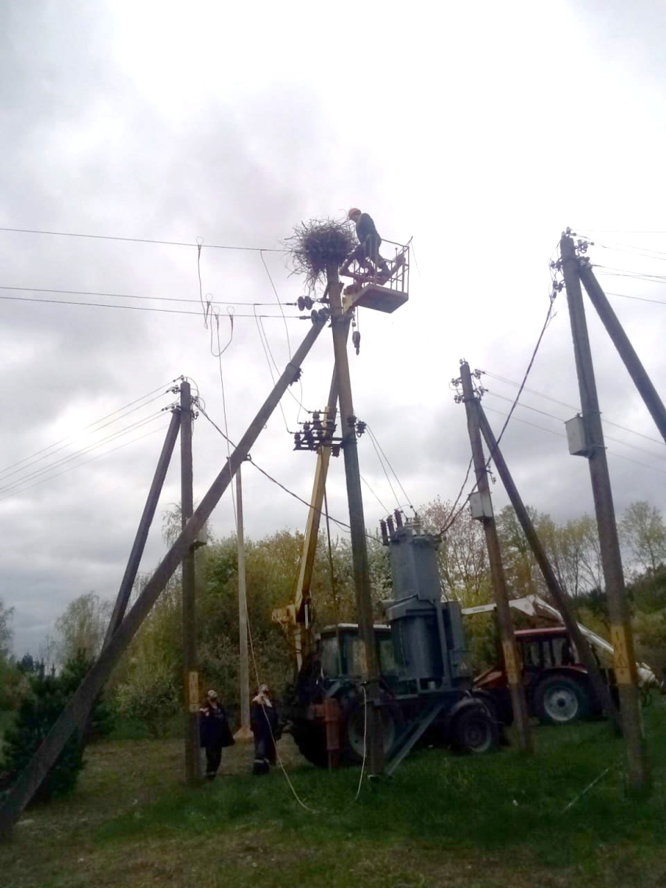 Мастер Виктор Михадюк и его бригада спасают гнездо аиста в Осиповичском районе”