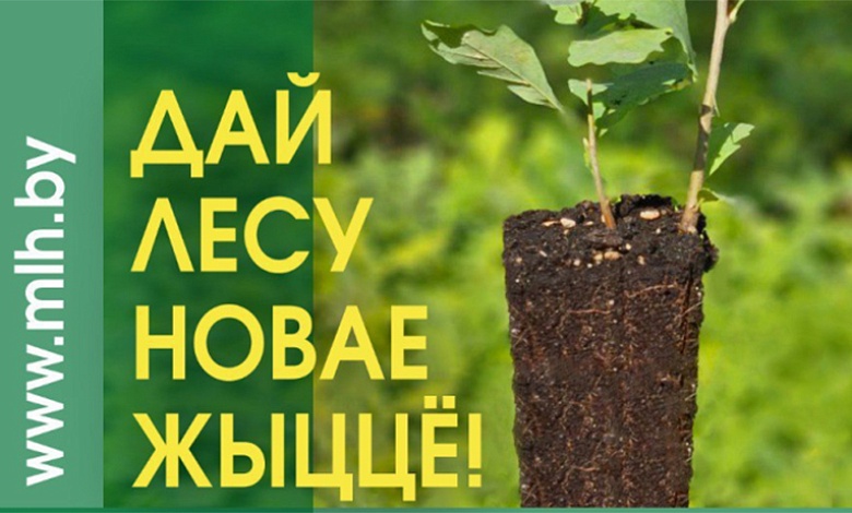 З 21 сакавіка па 12 красавіка асіпаўчане могуць прыняць удзел у грамадскай акцыі “Дай лесу новае жыццё”