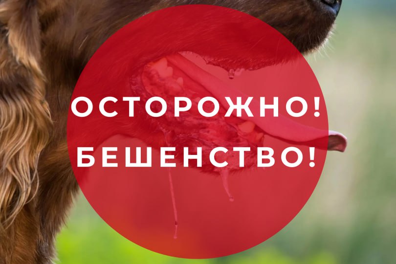 Бешенство: не пропустите опасность!