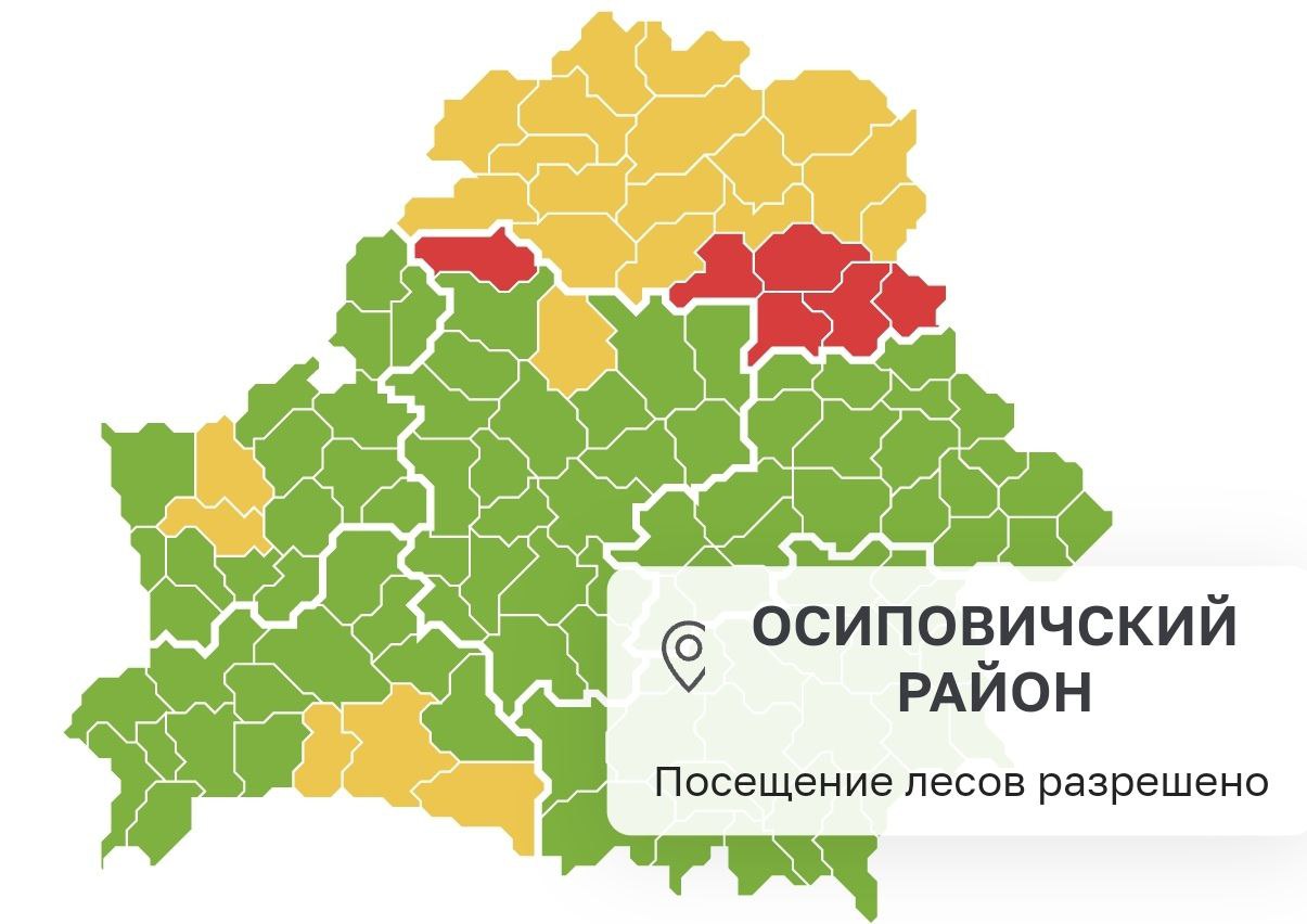 В Осиповичском районе районе снят запрет на посещение лесов