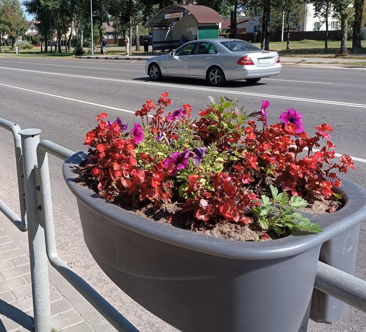 Погода этого лета была довольно благоприятной для зеленого убранства города