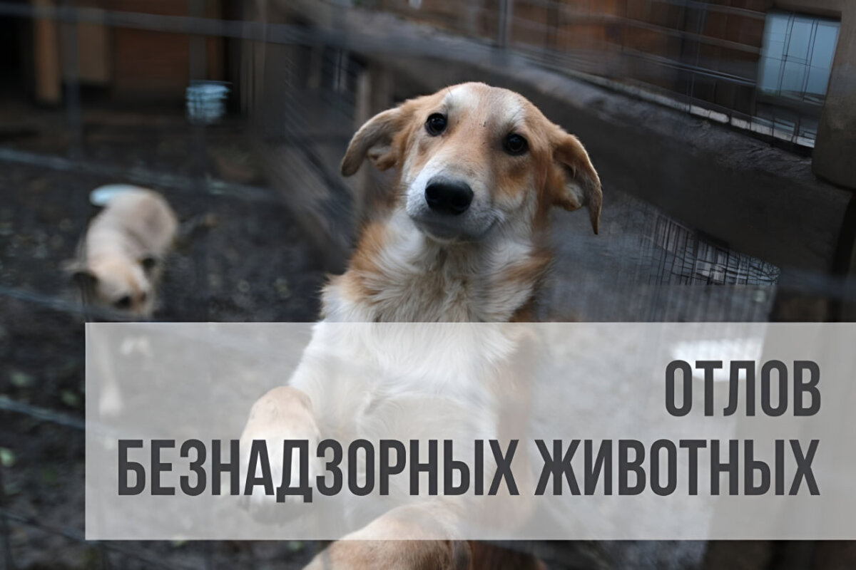 Внимание, осиповчане! Завтра в городе пройдёт отлов бродячих животных