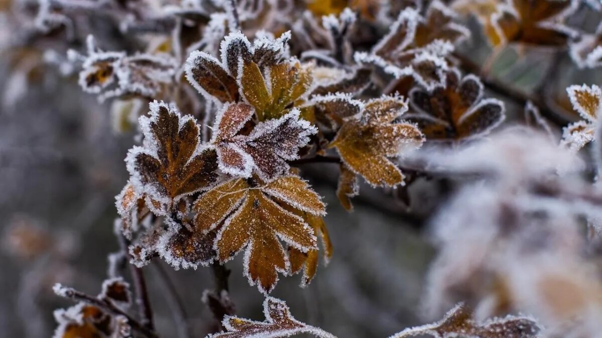 Погода на неделю с 10 ноября: когда ждать первого снега и похолодания