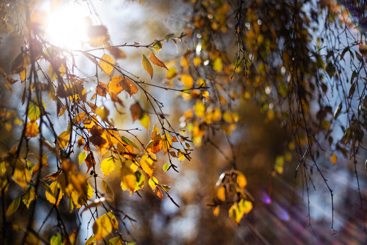 Аномально теплый ноябрь в Беларуси: синоптик рассказал, когда ждать дождей и туманов