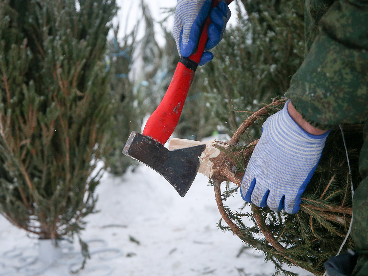 Фотоловушки и рейды: как в Осиповичском районе борются с незаконной вырубкой новогодних елей
