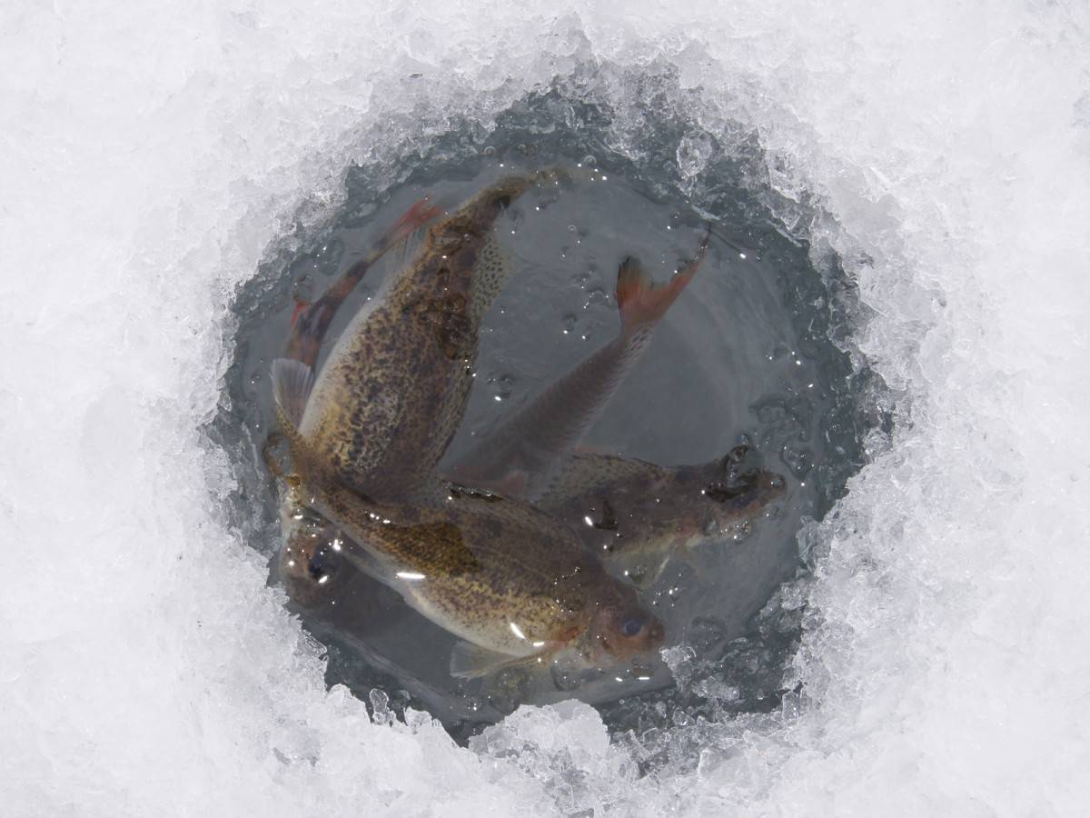 Рыбе – кислород. Как избежать заморов рыбы