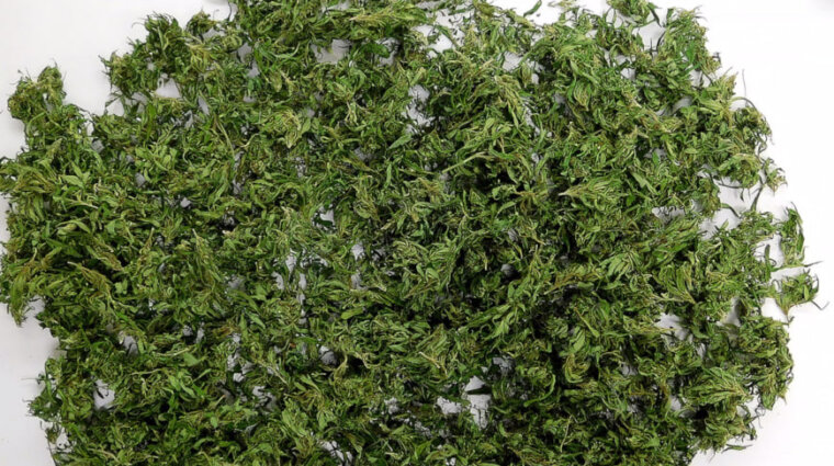 Житель Осиповичей предстанет перед судом: он выращивал коноплю и угощал знакомых