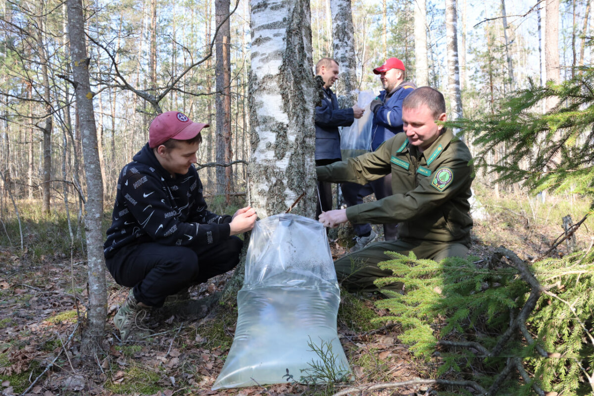 Асіповіцкі доследны лясгас прыступіў да нарыхтоўкі бярозавага соку