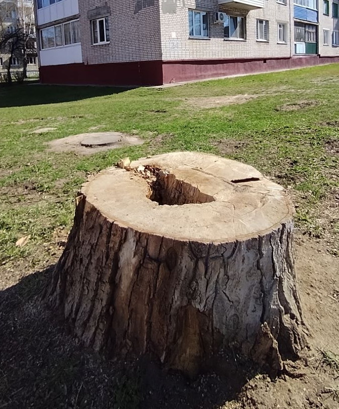 Зачем спилили деревья