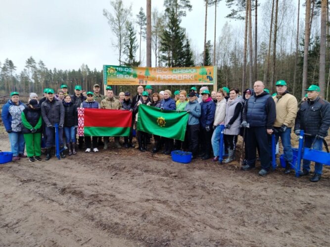 Около 30 тысяч деревьев высадили в Осиповичском районе