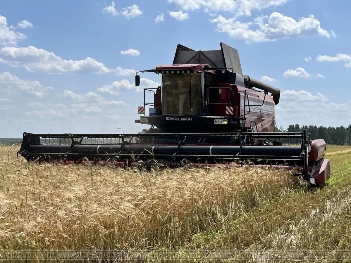 Па стане на 10 жніўня камбайны сельгаспрадпрыемстваў пабывалі на 71% належных да ўборкі плошчаў