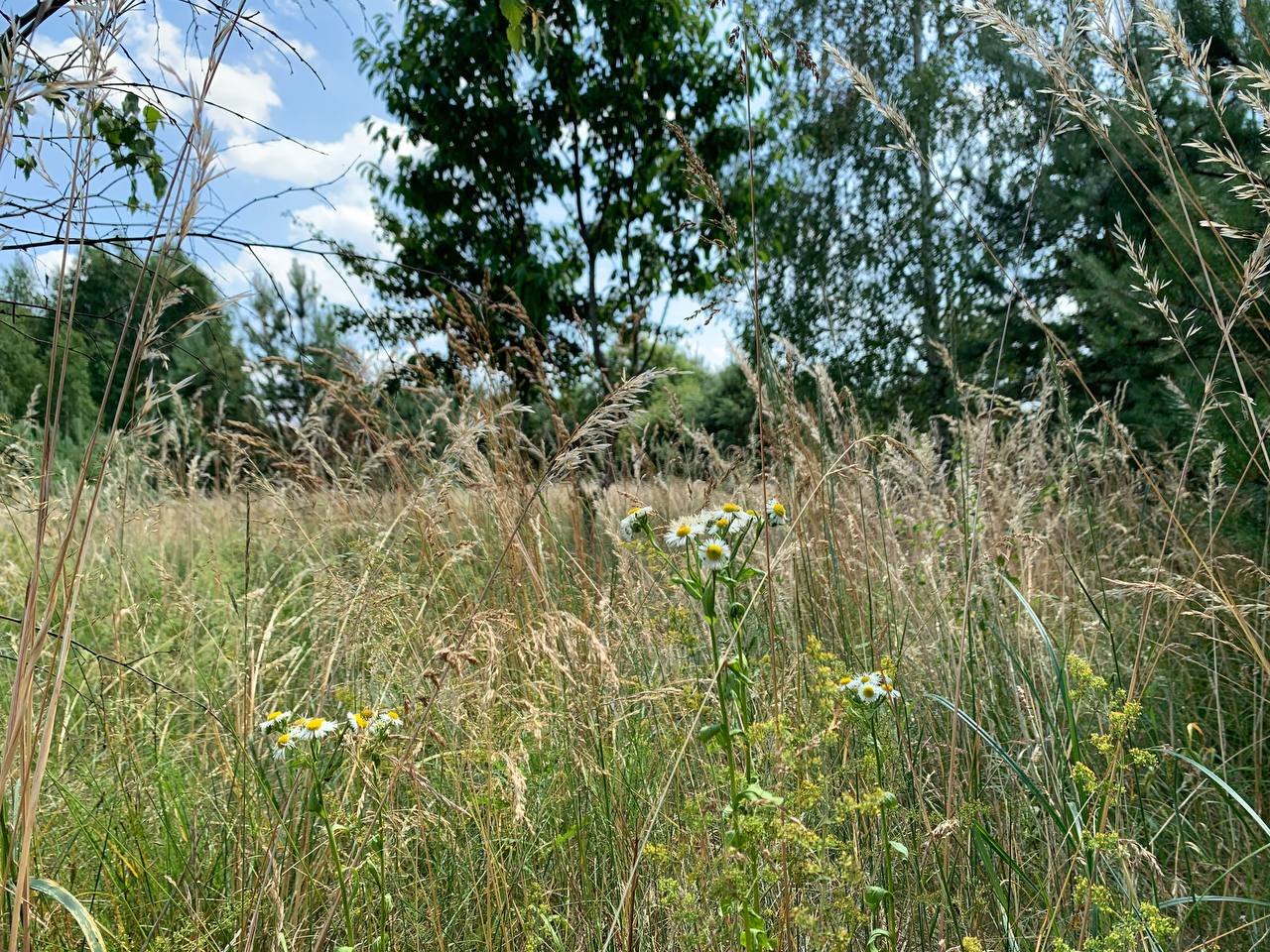 До +26°C днем, «ночные заморозки» до +9°C и дожди: прогноз погоды на неделю с 17 по 23 августа